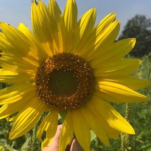 Meet your Posher, Taylor